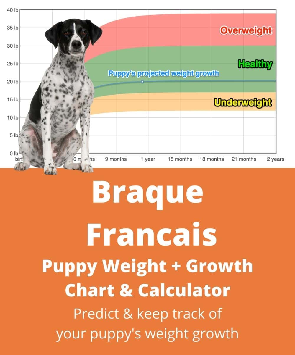 braque-francais Puppy Weight Growth Chart